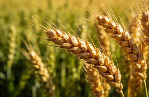 Latest company news about Potassium nitrate for wheat: the foliar application effect